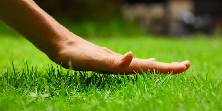 How Often Should You Mow Your Florida Lawn? – Blog | Florid Tree ...