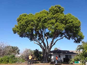 Residential tree trimming in Punta Gorda, FL.